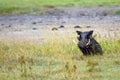 Warthog, Lake Nakuru National Park, Kenya