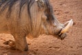 Closeup of warthog profile on its knees