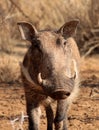 Warthog Male Close-up Royalty Free Stock Photo