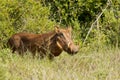 Warthog male in thick bush