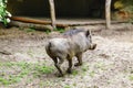 warthog male with tusks and bit of hair on the backspine running in the zoo. Concept of dangerous and scarry animal in wild