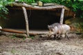 warthog male with tusks and bit of hair on the backspine running in the zoo. Concept of dangerous and scarry animal in wild