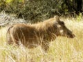 Warthog male walking in grassland Royalty Free Stock Photo