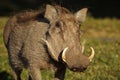 Warthog, Masai Mara, Kenya Royalty Free Stock Photo