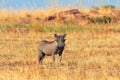 Warthog, Masai Mara Royalty Free Stock Photo