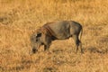 Warthog, Masai Mara Royalty Free Stock Photo