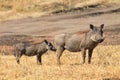 Warthog, Masai Mara Royalty Free Stock Photo