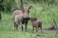 Warthog mother with oyung