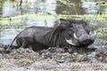 Warthog bathing in mud, Okavango Delta, Botswana, Africa Royalty Free Stock Photo