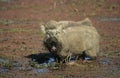 Warthog in mud Royalty Free Stock Photo