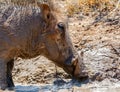 Warthog Mud Bath Royalty Free Stock Photo