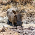 Warthog Mud Bath Royalty Free Stock Photo