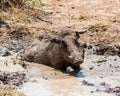 Warthog Mud Bath Royalty Free Stock Photo