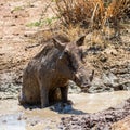 Warthog Mud Bath Royalty Free Stock Photo