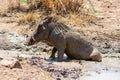 Warthog Mud Bath Royalty Free Stock Photo