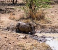 Warthog Mud Bath Royalty Free Stock Photo