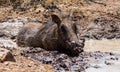 Warthog Mud Bath Royalty Free Stock Photo