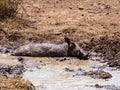 Warthog Mud Bath Royalty Free Stock Photo