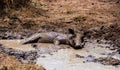 Warthog Mud Bath Royalty Free Stock Photo