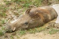 Warthog in a mud pond Royalty Free Stock Photo