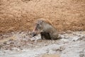 Warthog in mud Royalty Free Stock Photo