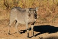 Warthog in natural habitat