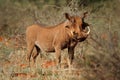 Warthog in natural habitat - South Africa