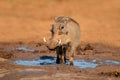 Warthog at a natural waterhole