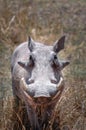 Warthog, Ngoro Ngoro, Tanzania Royalty Free Stock Photo