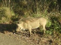 Warthog Northern region South Africa