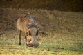 Warthog with Oxpecker