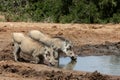 Warthog Pair