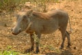 Warthog (Phacochoerus) Royalty Free Stock Photo