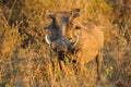 Warthog (Phacochoerus aethiopicus) Royalty Free Stock Photo