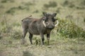 Warthog, phacochoerus aethiopicus, Adult in savannah, Masai Mara Park in Kenya