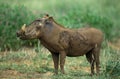 Warthog, phacochoerus aethiopicus, Adult standing on Grass, Masai Mara Park in Kenya