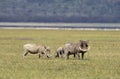 Warthog, phacochoerus aethiopicus, Adults and Young, Nakuru Lake in Kenya Royalty Free Stock Photo