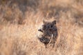 Warthog (Phacochoerus aethiopicus)