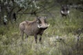 Warthog, phacochoerus aethiopicus, Male with long Tusks, Masai Mara Park in Kenya