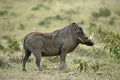 Warthog, phacochoerus aethiopicus, Male with long Tusks, Masai Mara Park in Kenya