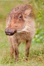 Warthog (phacochoerus africanus) Royalty Free Stock Photo