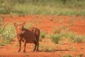 A warthog Phacochoerus Africanus in an african landscape, Madikwe Game Reserve, South Africa.