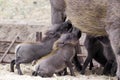 Warthog (Phacochoerus africanus) babies feeding Royalty Free Stock Photo