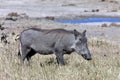 Warthog - Phacochoerus africanus- Botswana Royalty Free Stock Photo