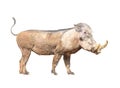 The Warthog. Royalty Free Stock Photo