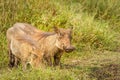 A warthog Phacochoerus africanus eating, Lake Mburo National Park, Uganda.