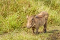 A warthog Phacochoerus africanus eating, Lake Mburo National Park, Uganda.