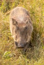 A warthog Phacochoerus africanus eating, Lake Mburo National Park, Uganda.