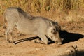 Warthog feeding in natural habitat