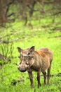 Warthog, Kruger National Park, South Africa